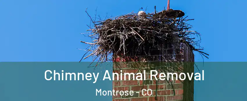 Chimney Animal Removal Montrose - CO