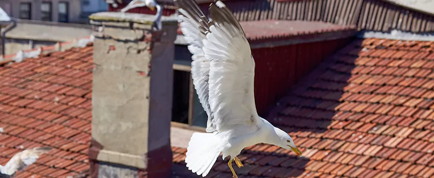 Residential Chimney Animal Removal Solution in Montrose, CO