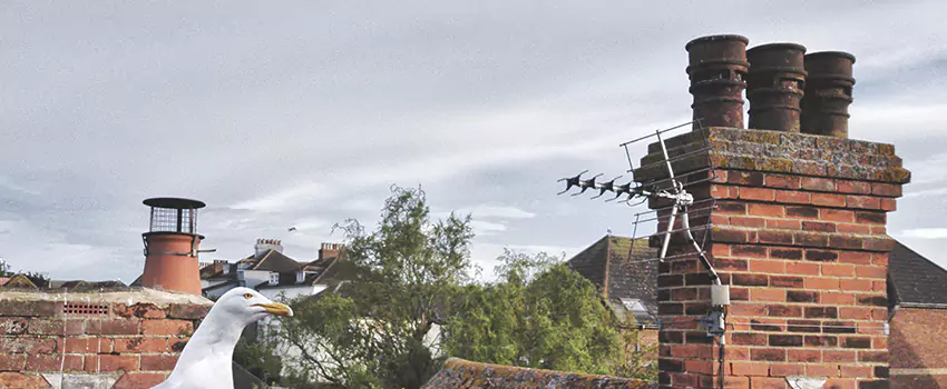 Chimney Cleaning And Restoration in Montrose, Colorado